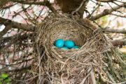 Simple Ways to Help, and Not Harm, Birds During Nesting Season