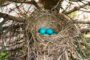 Simple Ways to Help, and Not Harm, Birds During Nesting Season