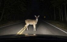 Nature versus Vehicle: Understanding Wildlife to Protect Yourself and Them