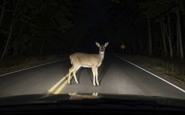 Nature versus Vehicle: Understanding Wildlife to Protect Yourself and Them