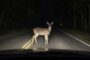 Nature versus Vehicle: Understanding Wildlife to Protect Yourself and Them