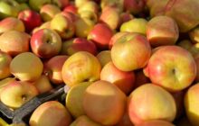 Move Over, Summer Squash! It’s Time for All Things Autumn!
