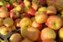 Move Over, Summer Squash! It’s Time for All Things Autumn!